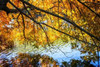 Autumn Reflections II Poster Print by Alan Hausenflock - Item # VARPDXPSHSF1969
