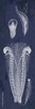 Indigo Feathers I Poster Print by Gwendolyn Babbitt