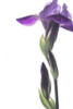 Purple Iris I Poster Print by Monika Burkhart - Item # VARPDXPSBHT240 Purple Iris I Poster Print by Monika Burkhart - Item # VARPDXPSBHT240