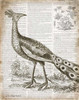 Vintage Bird I Poster Print by Gwendolyn Babbitt - Item # VARPDXBAB089