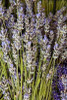 Cut Lavender I Poster Print by Karyn Millet - Item # VARPDXPSMLT497