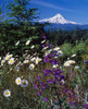 Mt. Hood V Poster Print by Ike Leahy - Item # VARPDXPSLHY173