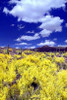 Palo Verde Bloom Poster Print by Douglas Taylor - Item # VARPDXPSTLR547