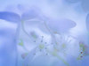 Lime Light Hydrangea I Poster Print by Kathy Mahan - Item # VARPDXPSMHN625