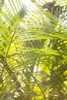 Palm Fonds II Poster Print by Karyn Millet - Item # VARPDXPSMLT530