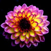 Dahlia Poster Print by Ike Leahy - Item # VARPDXPSLHY234