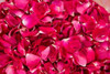 Pink Petals IV Poster Print by Karyn Millet - Item # VARPDXPSMLT459