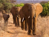 Herd of African Elephants- Kenya Poster Print by Anonymous - Item # VARPDX3AP3674