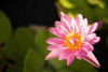 Pink Pond Lily Poster Print by Karyn Millet - Item # VARPDXPSMLT705