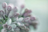 Lilac Blossom II Poster Print by Kathy Mahan - Item # VARPDXPSMHN676