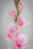 Pink Gladiola II Poster Print by Kathy Mahan - Item # VARPDXPSMHN686