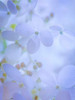 Hydrangea Paniculata II Poster Print by Kathy Mahan - Item # VARPDXPSMHN624