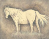 Classic Horse Poster Print by Gwendolyn Babbitt - Item # VARPDXBAB332