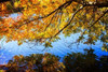 Autumn Reflections I Poster Print by Alan Hausenflock - Item # VARPDXPSHSF1968