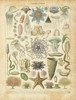 Oceanographie Poster Print by Gwendolyn Babbitt - Item # VARPDXBAB061