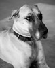 Great Dane Black and White Poster Print by Karyn Millet - Item # VARPDXMLT010