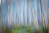 Winter Forest Abstract II Poster Print by Kathy Mahan - Item # VARPDXPSMHN666