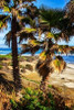 La Jolla Palms I Poster Print by Alan Hausenflock - Item # VARPDXPSHSF2008