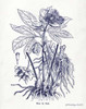 Indigo Botanical II Poster Print by Gwendolyn Babbitt