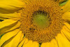 Sunflower II Poster Print by Lee Peterson - Item # VARPDXPSPSN275