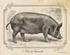 Farm Pig I Poster Print by Gwendolyn Babbitt - Item # VARPDXBAB085