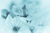 Cherry Blossom I Poster Print by Kathy Mahan - Item # VARPDXPSMHN679