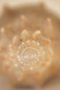 Sea Shell V Poster Print by Karyn Millet - Item # VARPDXPSMLT571
