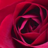 Red Rose II Poster Print by Monika Burkhart - Item # VARPDXPSBHT255