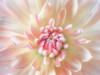 Dahlia Close Up I Poster Print by Kathy Mahan - Item # VARPDXPSMHN687