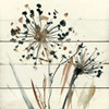 Natures Lace II Poster Print by Carol Robinson