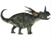Styracosaurus, a genus of herbivorous ceratopsian dinosaur from the Late Cretaceous Period Poster Print - Item # VARPSTCFR200206P