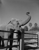 USA  Louisiana  New Orleans  Elephantvat Audoban Park Zoo Poster Print - Item # VARSAL255421729