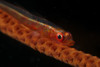 Red goby sitting motionless on whip coral, Fiji Poster Print - Item # VARPSTTMO400225U