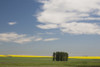 A Group Of Trees In A Green Field With Flowering Canola On The Distance With Blue Sky And Clouds; Alberta, Canada PosterPrint - Item # VARDPI1998477
