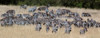 Burchell's zebra on grassy field, Maasai Mara National Reserve, Kenya Poster Print - Item # VARPPI89926