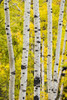 http://c328301.r1.cf1.rackcdn.com/DPI2046406LARGE.jpg