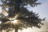 Light Through Tree, Willamette Valley, Oregon, United States Of America PosterPrint - Item # VARDPI1831361