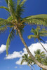 Hawaii, Maui, Kamaole Beach, Palm Trees Against Blue Sky And Clouds PosterPrint - Item # VARDPI1989083