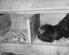 Chicken in a henhouse Poster Print - Item # VARSAL25524321