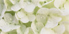 Close-up of Snowball bush flowers with mist droplets, Sacramento, California, USA Poster Print - Item # VARPPI63495