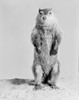 Groundhog standing on hind legs Poster Print - Item # VARSAL255424746
