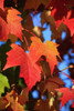 Oregon, United States Of America; Leaves In Autumn Colors In Willamette Valley PosterPrint - Item # VARDPI1876631