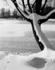 Tree in snow covered park Poster Print - Item # VARSAL255416890