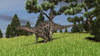 Dicraeosaurus walking across an open field Poster Print