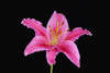 Pink Lily Against Black Background PosterPrint - Item # VARDPI1787996