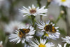 Skipper butterflies (Hesperiidae) feed on Aster blossoms in a garden; Astoria, Oregon, United States of America PosterPrint - Item # VARDPI12284961