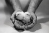 Two small chickens Poster Print - Item # VARSAL255418270