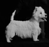 West Highland Terrier Poster Print - Item # VARSAL255424241