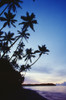 Fiji, Palm Trees Line The Beach At Twilight PosterPrint - Item # VARDPI1994031