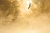 Bald Eagle Soars Over Auke Bay Harbor With Ice Fog Obscuring Docked Vessel At Juneau Alaska. Composite PosterPrint - Item # VARDPI2160028